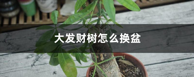 How to repot the Dafa Money Tree