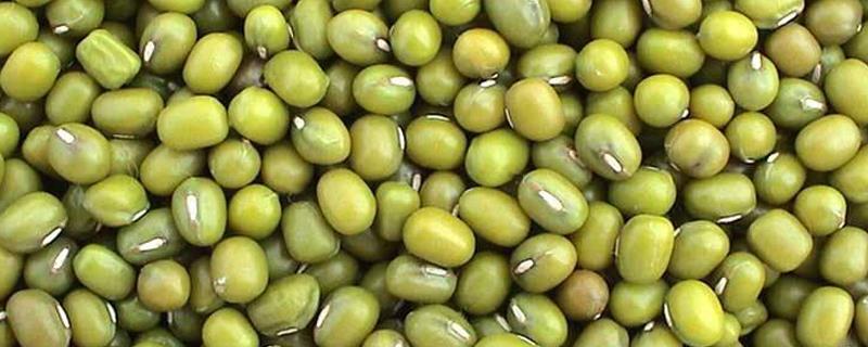 How to plant mung beans in the soil