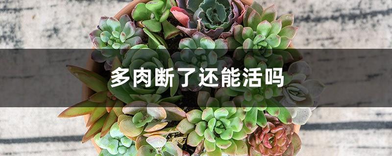 Can a succulent plant survive if it is cut off?