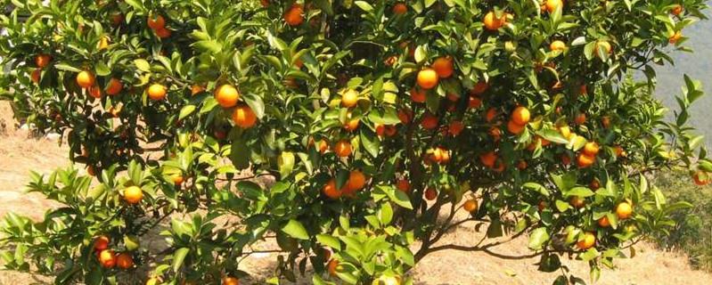 Method of Grafting Orange Tree