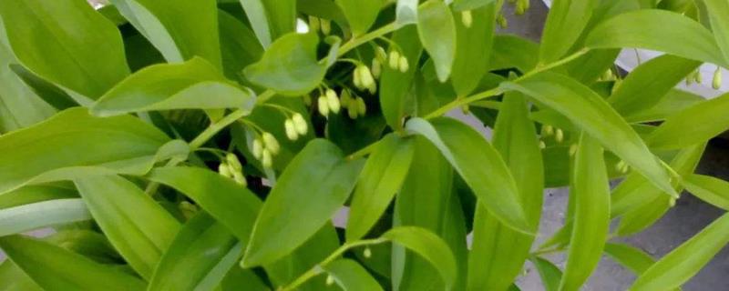 Methods for germinating Polygonatum japonica seeds