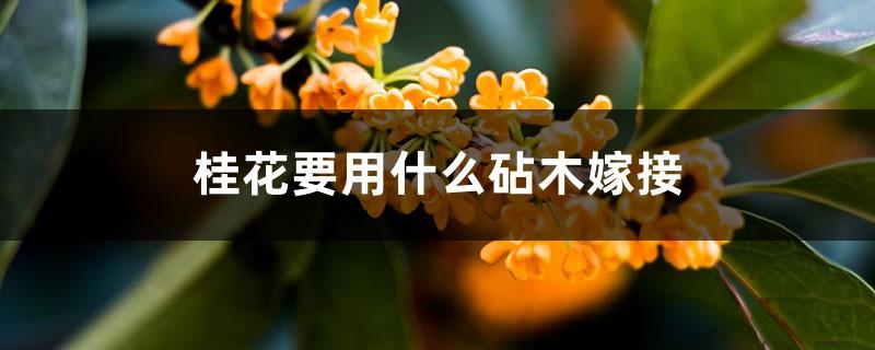 What rootstock should be used for grafting Osmanthus fragrans