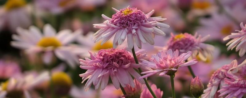 Chrysanthemum chrysanthemum planting time and method