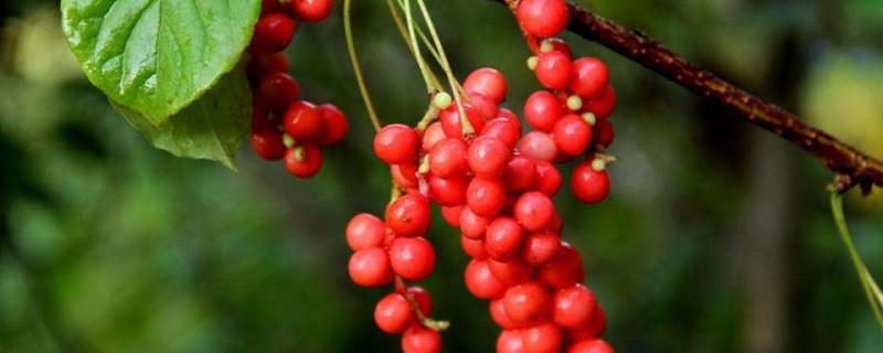 How to grow Schisandra chinensis