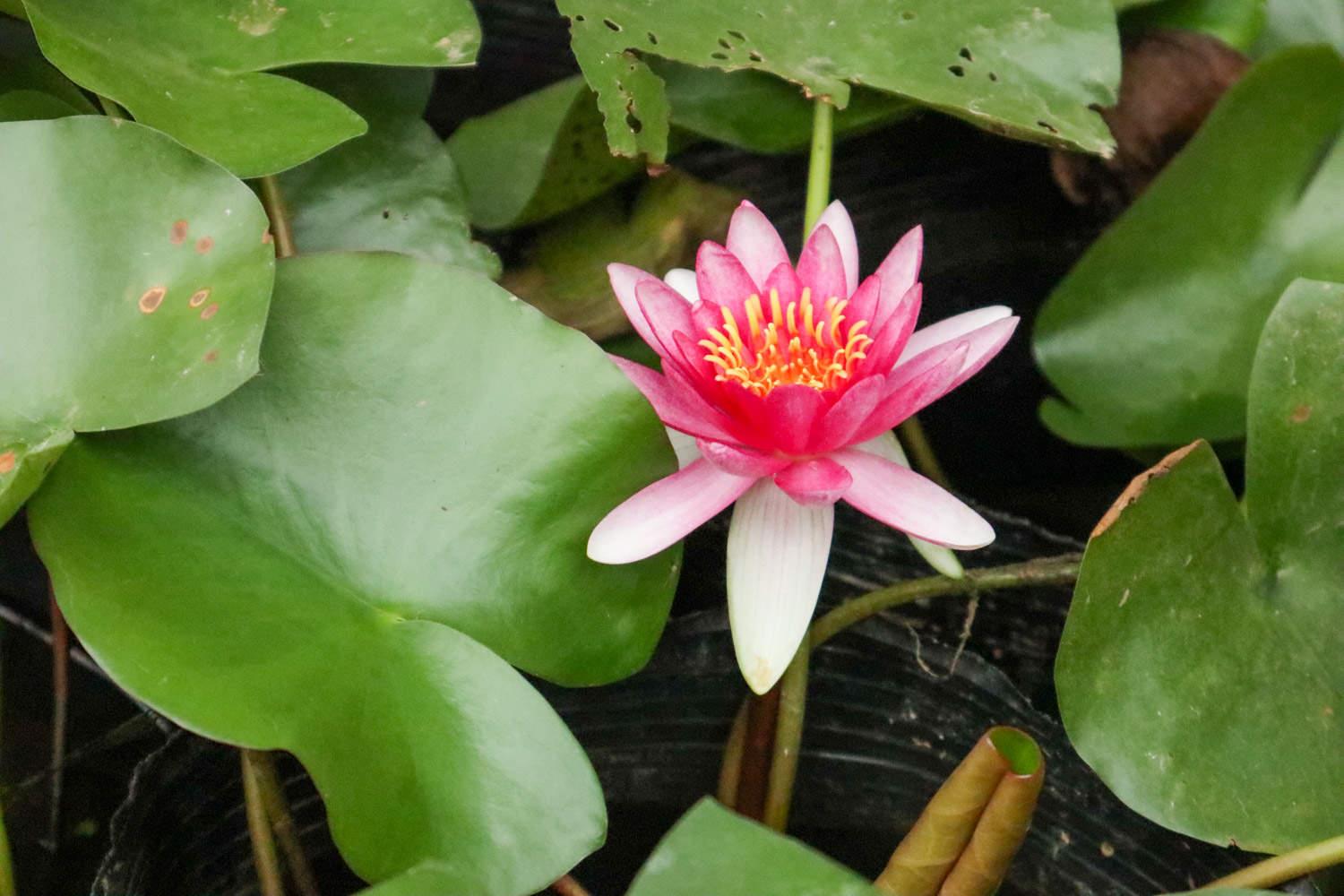 Water Lily