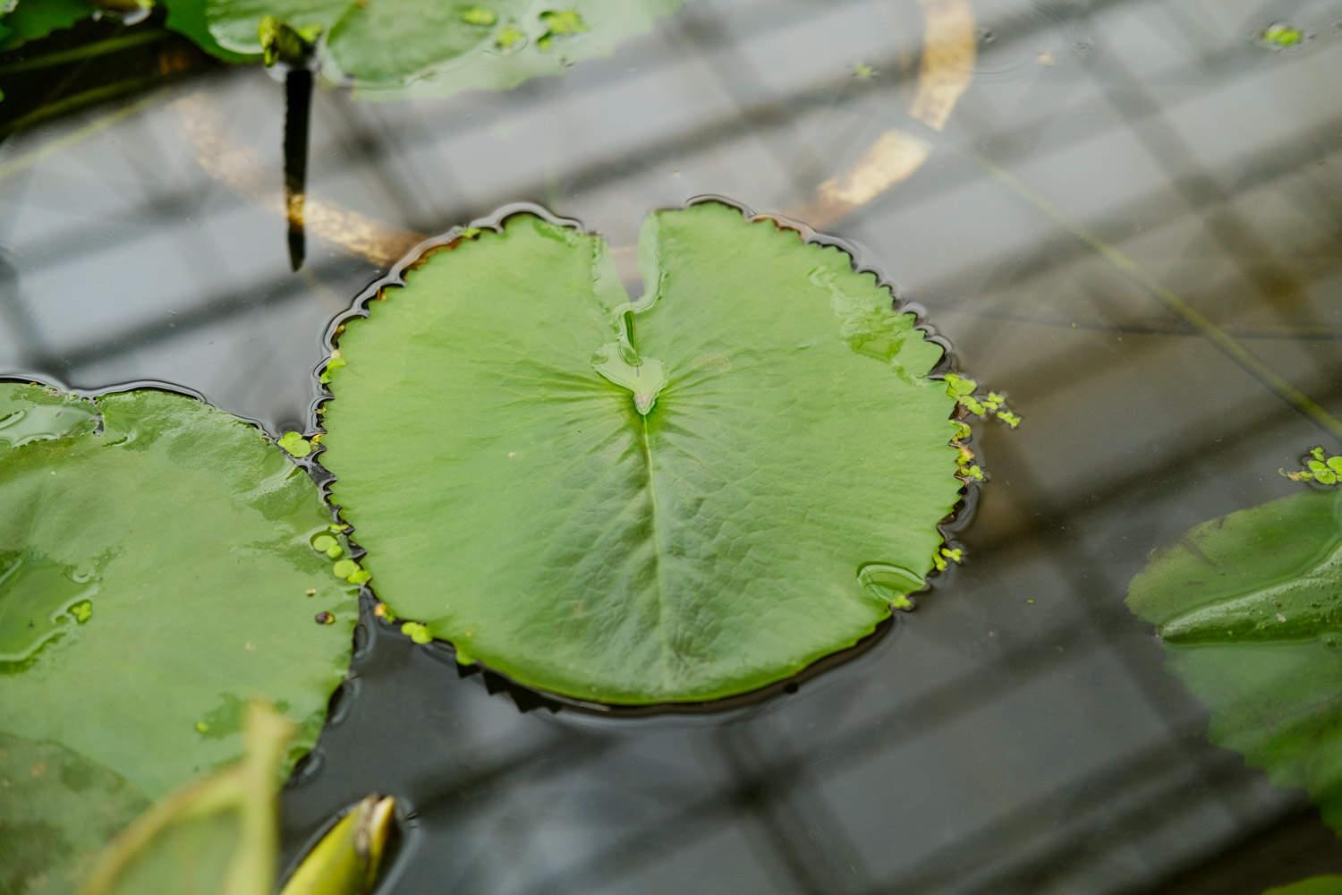 Water Lily