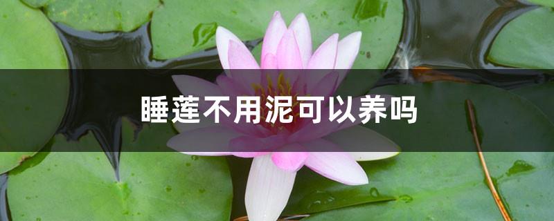 Can water lilies be grown without mud?