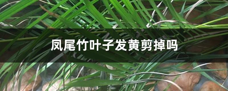 Should I cut off the leaves of Bamboo when the leaves turn yellow?