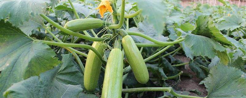 When to sow zucchini