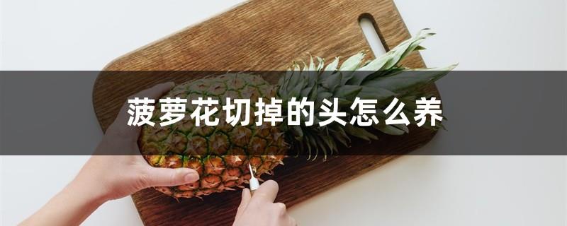 How to care for the severed head of pineapple flower