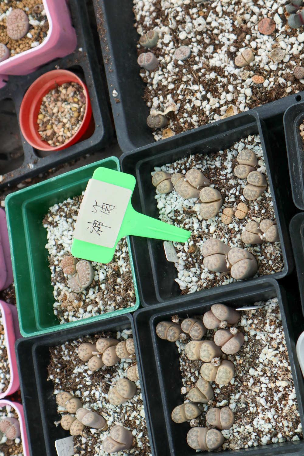 Lithops