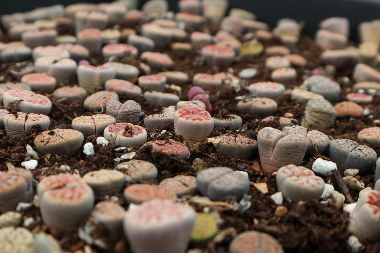 Lithops