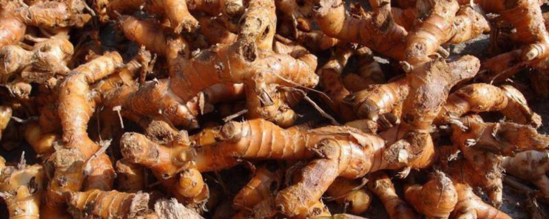 How to grow sand ginger