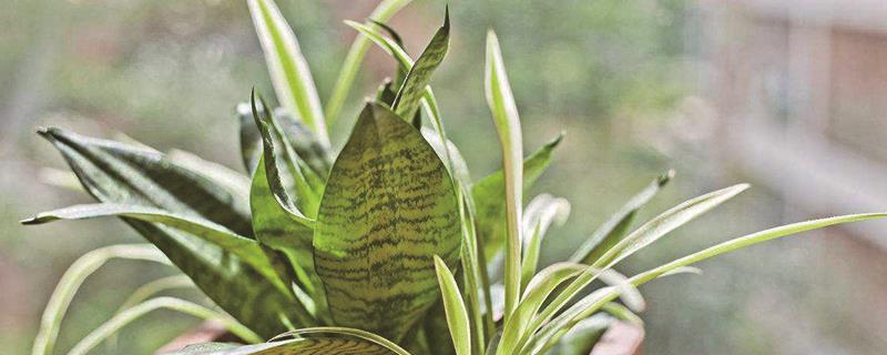 How to repot a tiger orchid