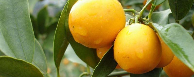 When to prune kumquat trees