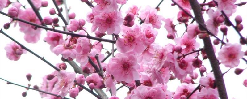 How do plum blossoms survive the winter