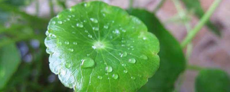 What's the matter with the small leaves of the copper money grass