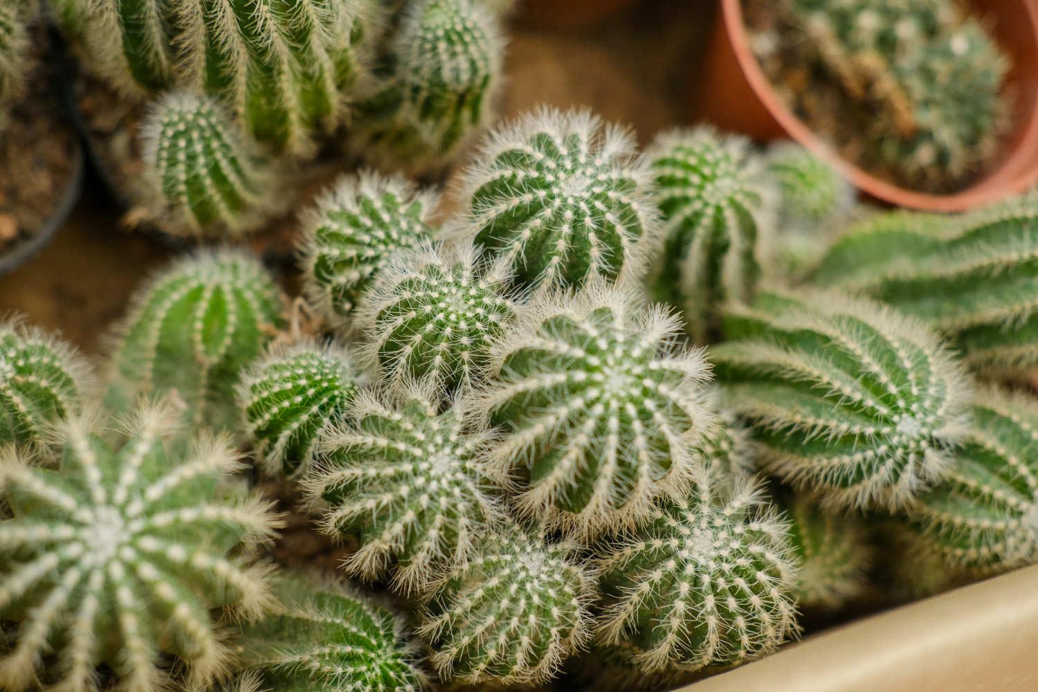 Cactus