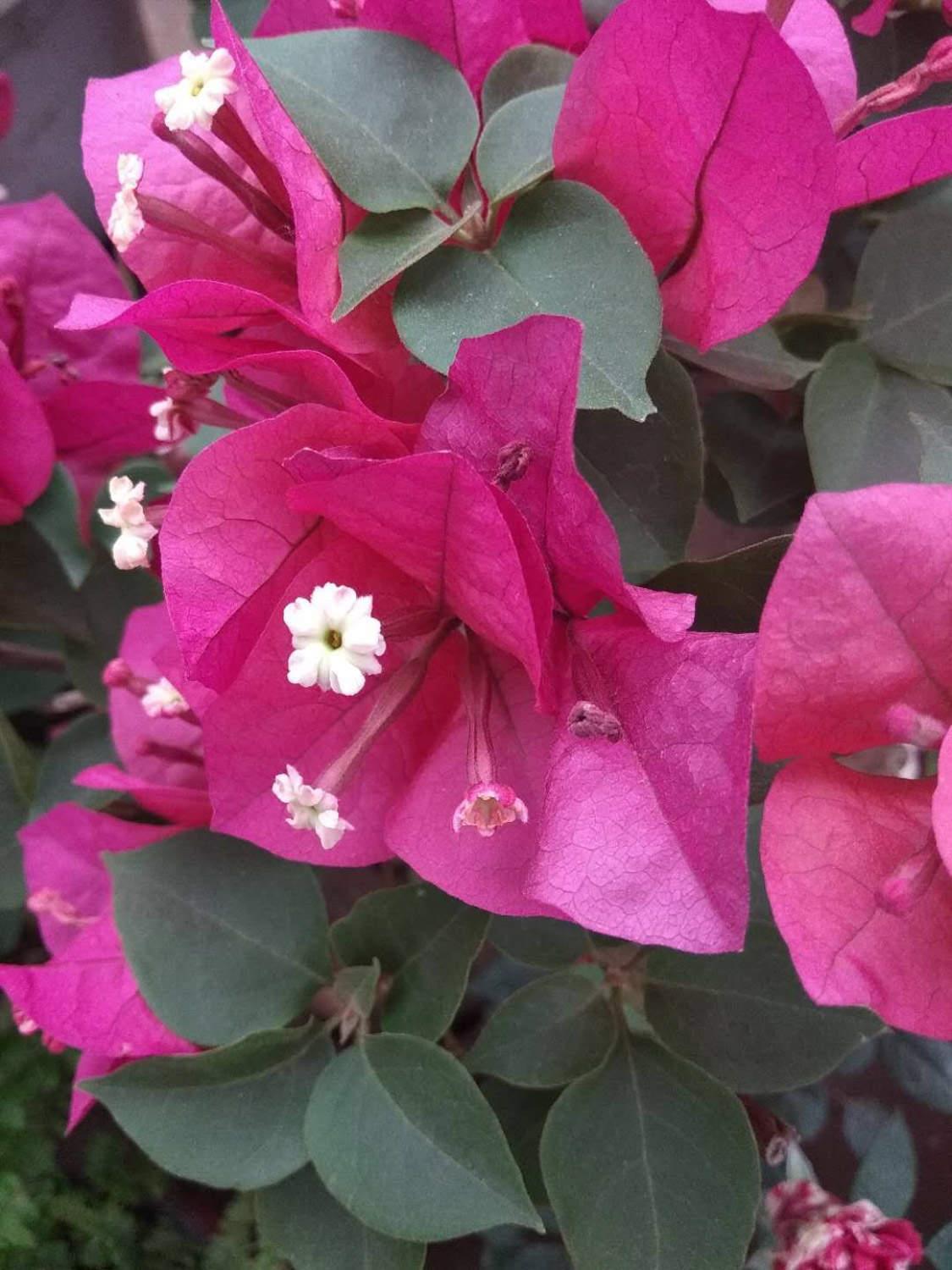 Bougainvillea