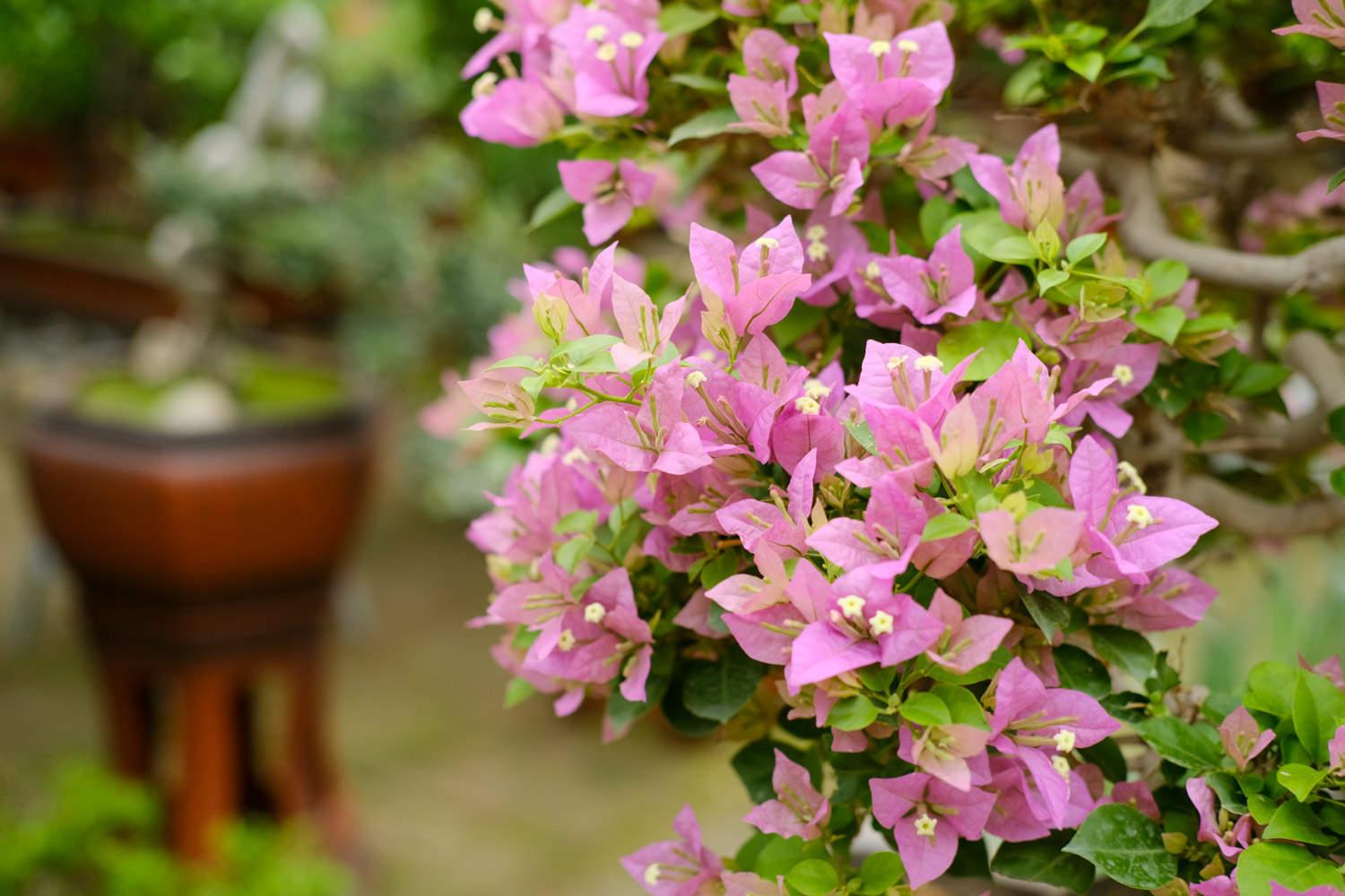 Bougainvillea