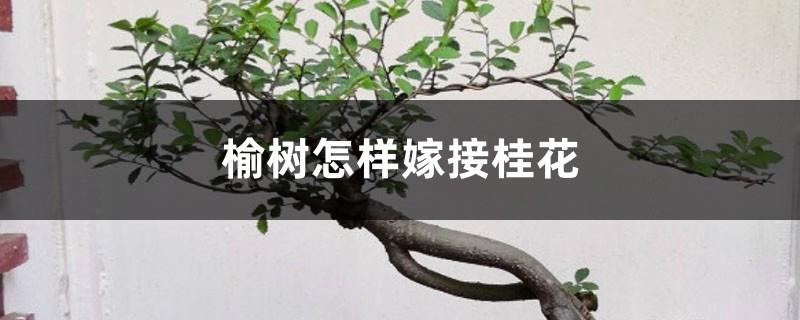 How to graft osmanthus to elm tree