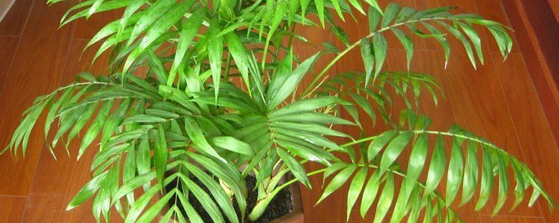 Should Hawaiian bamboo be cut when it blooms?