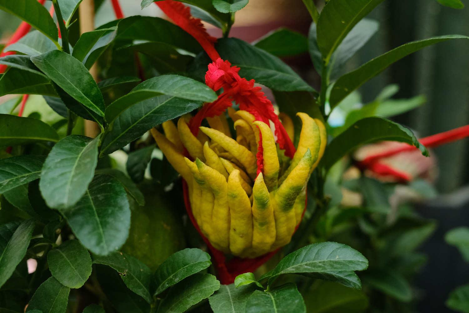 Buddha's Hand