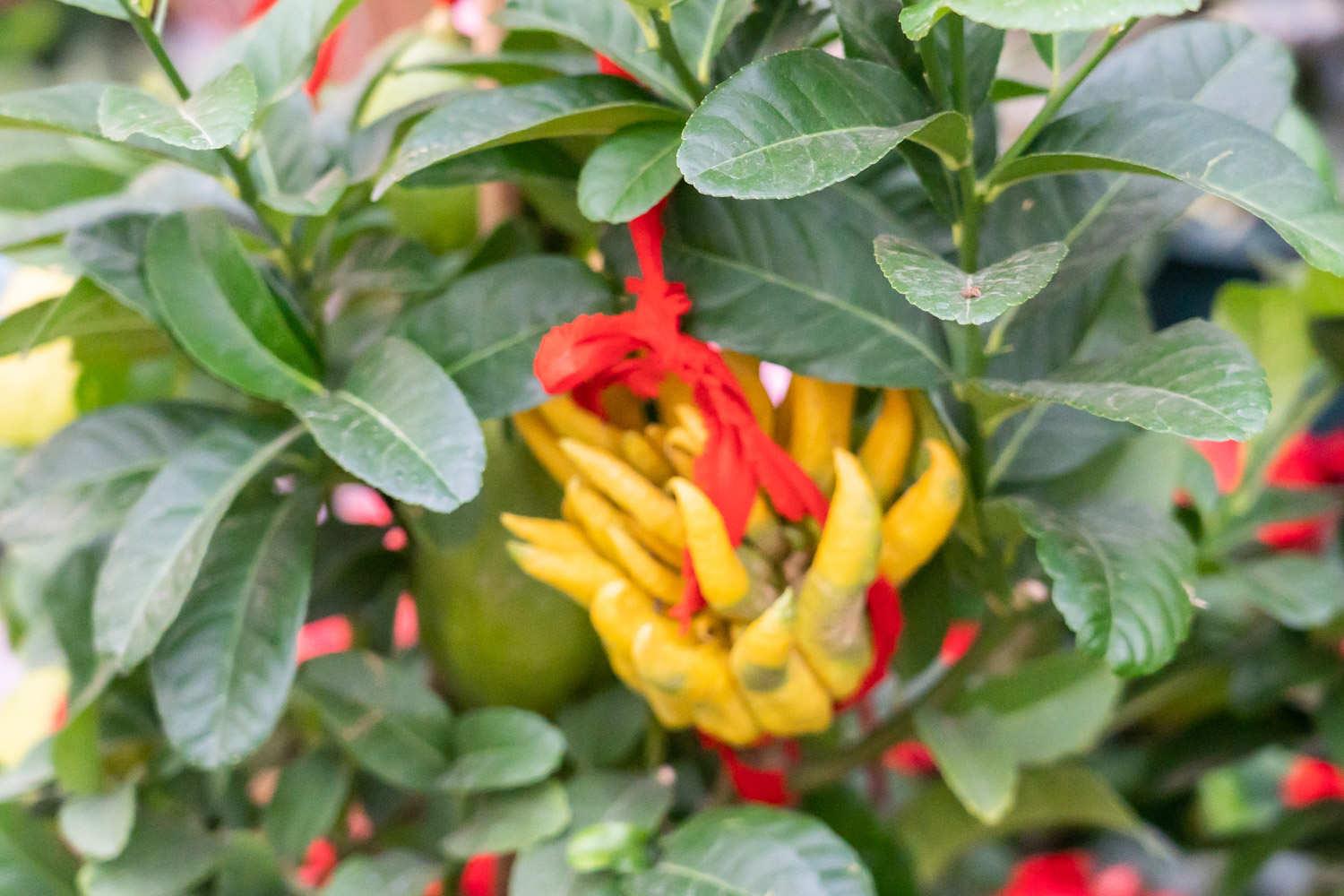 Buddha's Hand