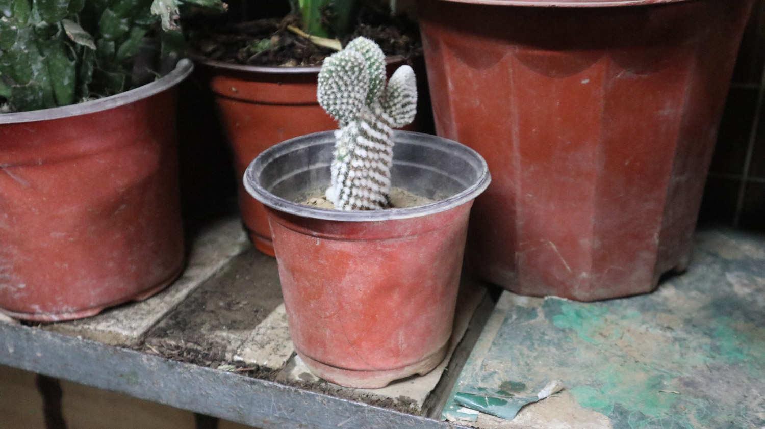 Cactus