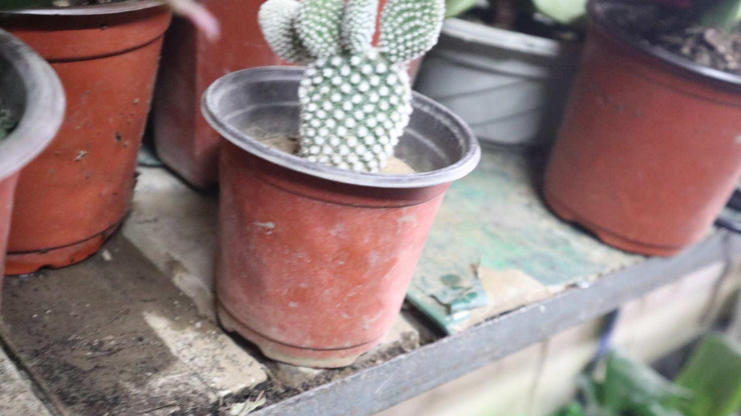 Cactus