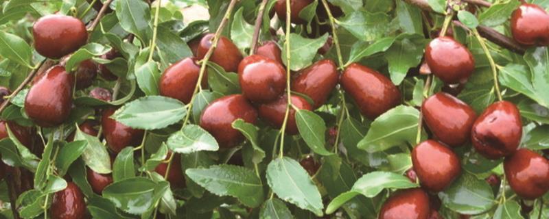 How to prune jujube trees