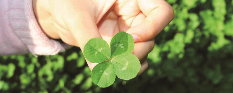 How to plant clover seeds