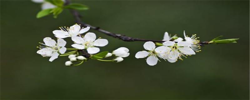 How to graft plum trees