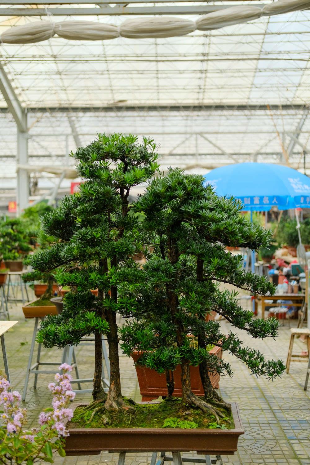 Podocarpus