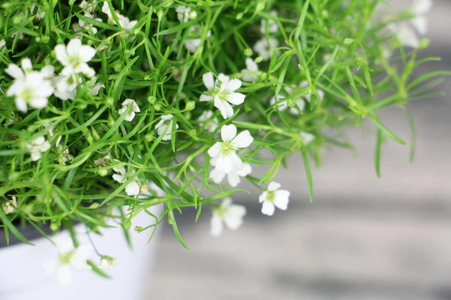 Gypsophila