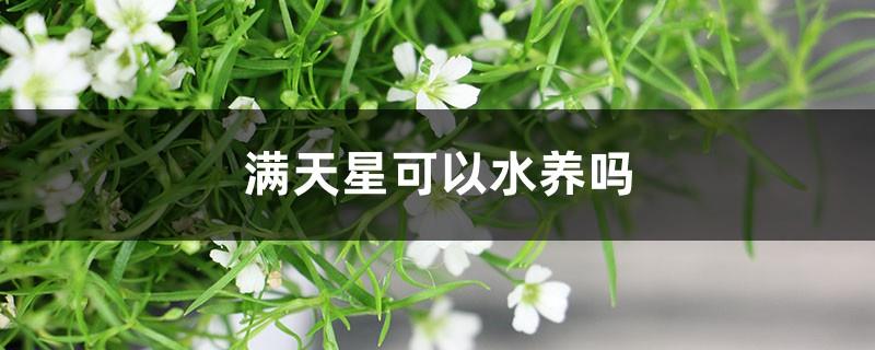 Can gypsophila be grown in water?