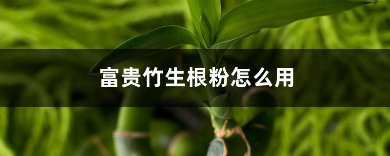 How to use rooting powder for lucky bamboo