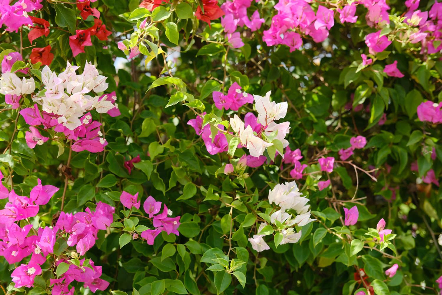 Bougainvillea