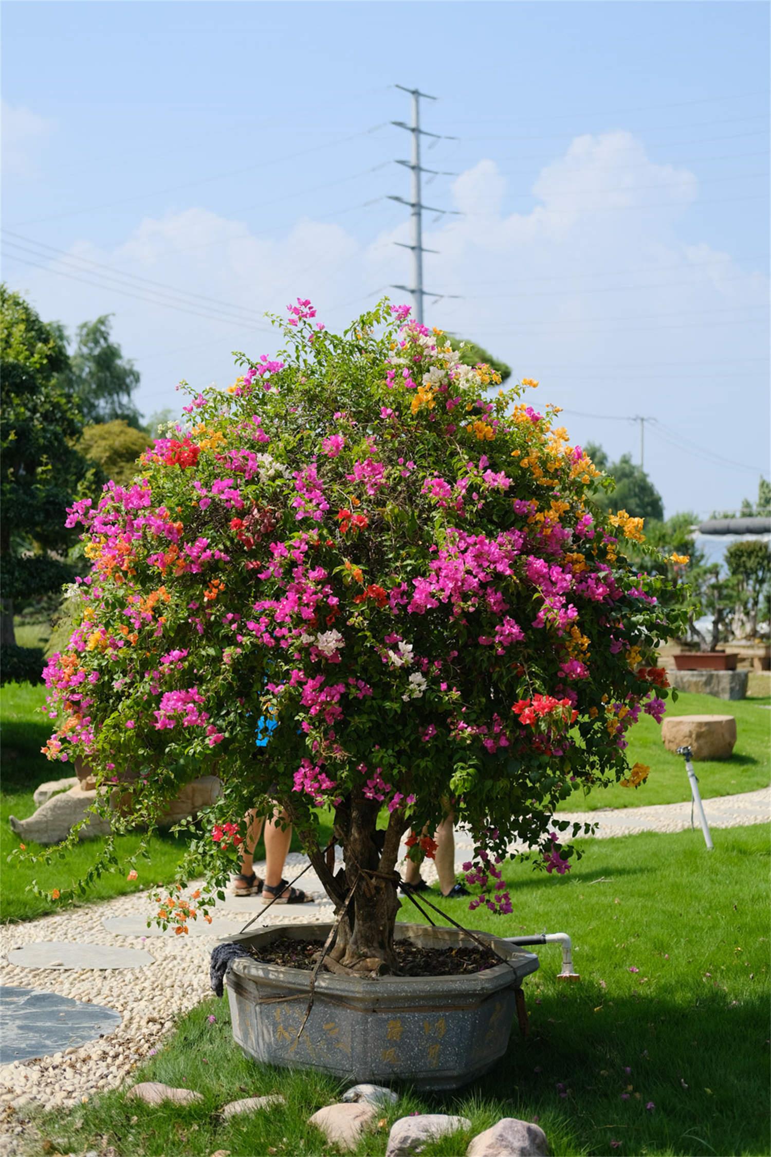 Bougainvillea