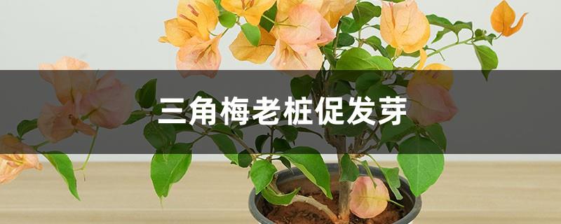 Methods to promote germination of old piles of Bougainvillea