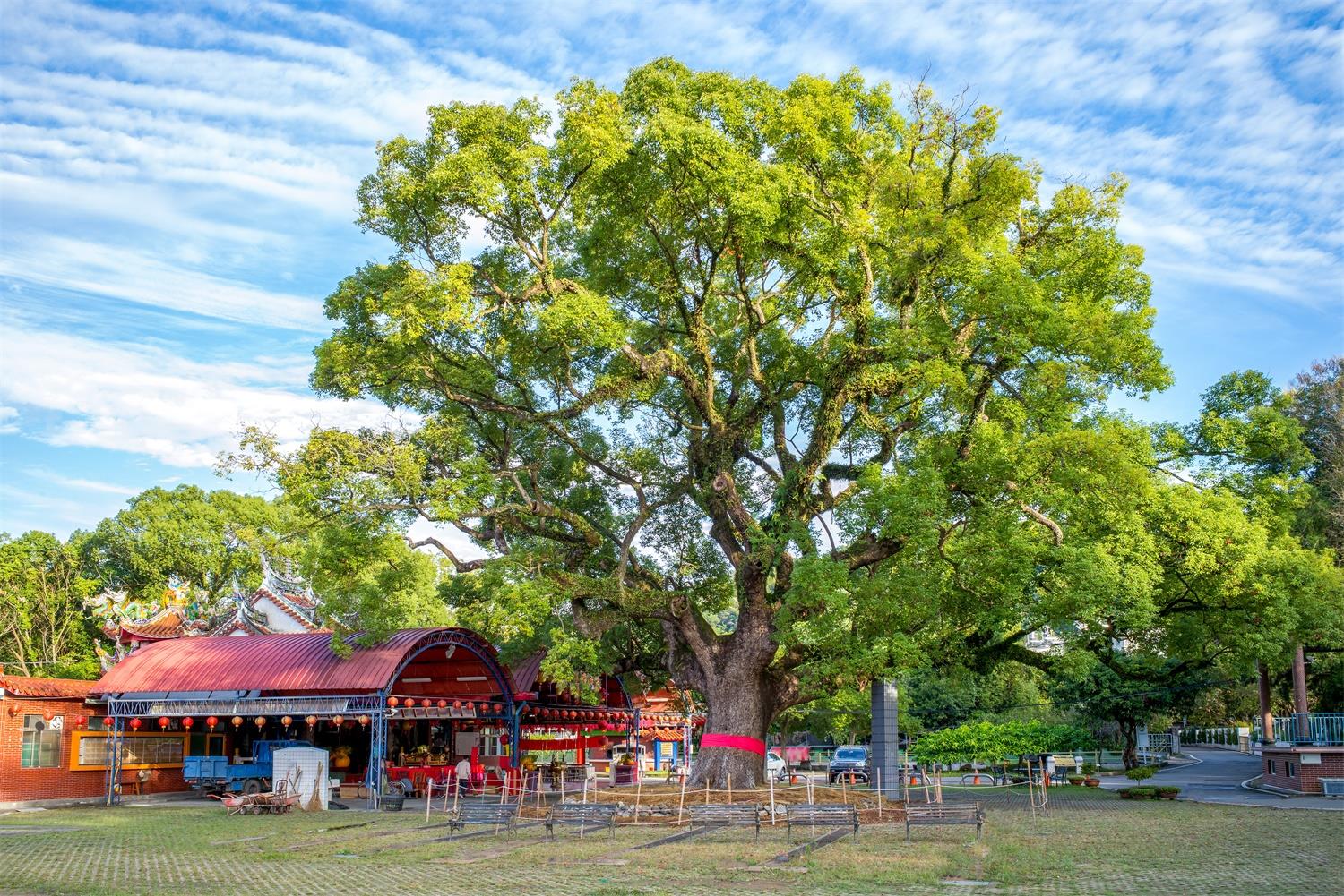 camphor tree