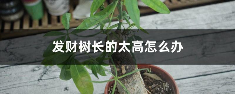 What to do if the money tree grows too tall