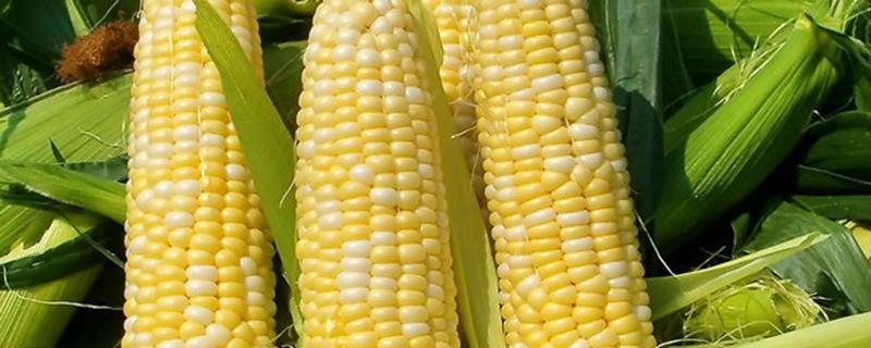 How to sow corn seeds