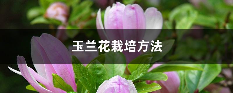 Magnolia Cultivation Methods