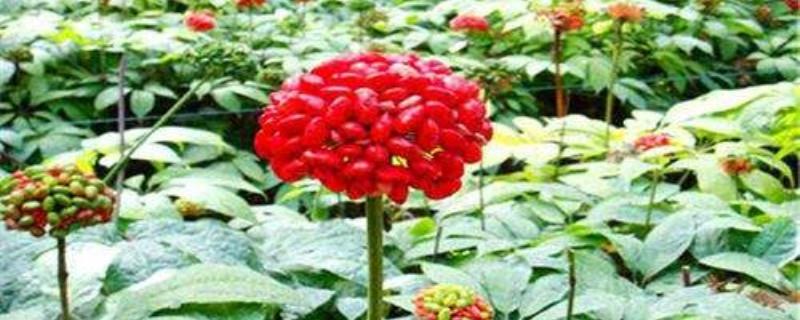 How to grow Panax notoginseng flowers