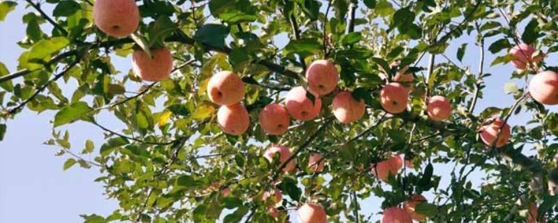 Apple tree pruning method