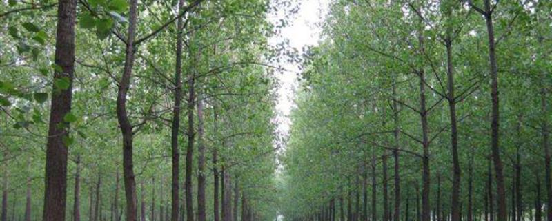 How to manage poplar trees to grow fast