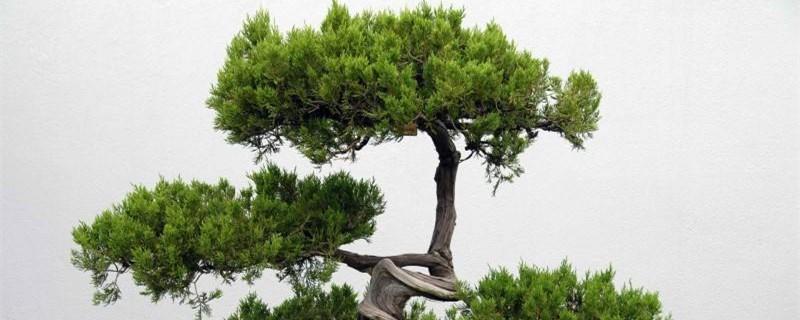 How to raise a small bonsai welcoming pine