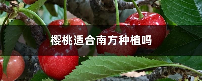 Are cherries suitable for planting in the south?