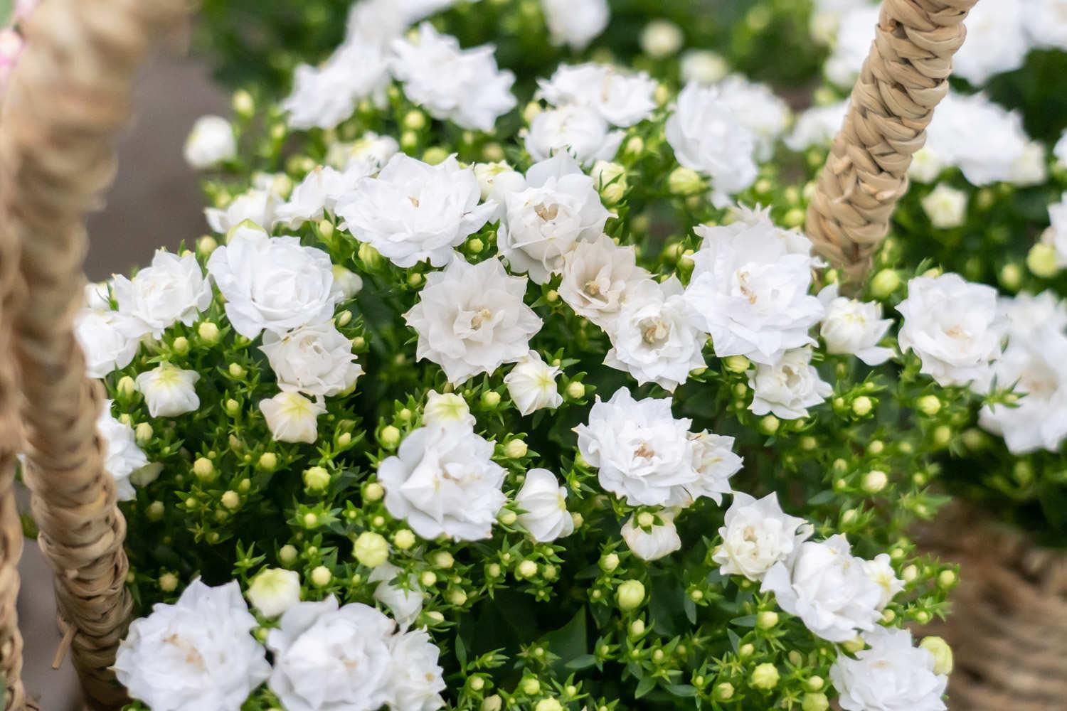 Danish Campanula